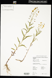 Lysimachia terrestris image