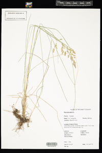 Poa palustris image