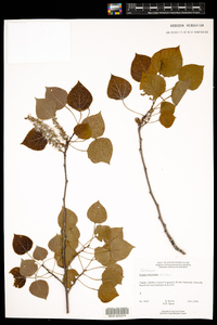 Populus tremuloides image