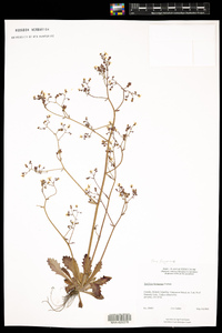 Image of Saxifraga ferruginea