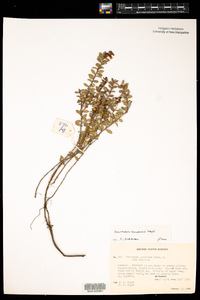 Image of Gaultheria borneensis