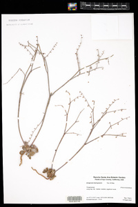 Image of Eriogonum brachypodum