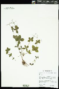 Image of Galium kamtischaticum