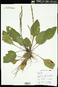 Plantago major image