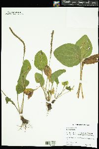 Plantago major image