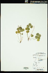 Coptis trifolia image