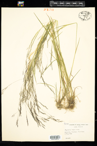 Agrostis scabra image