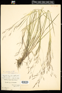 Agrostis scabra image