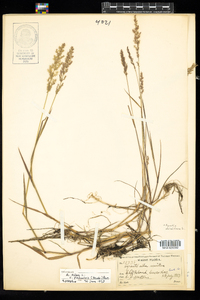 Agrostis stolonifera image