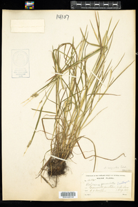 Alopecurus aequalis image