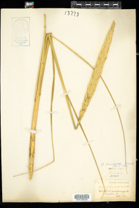 Ammophila breviligulata image