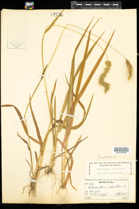 Anthoxanthum odoratum image