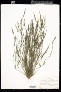 Aristida dichotoma image