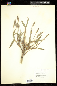 Arundinaria gigantea ssp. tecta image