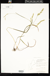 Bromus ciliatus image