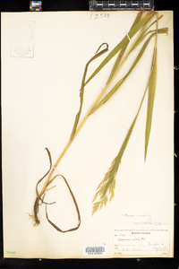 Bromus ciliatus image