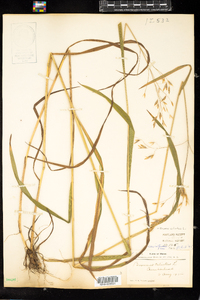 Bromus ciliatus image