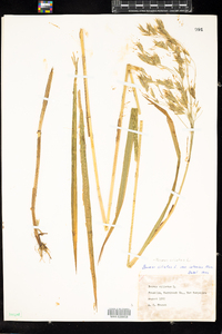 Bromus ciliatus image