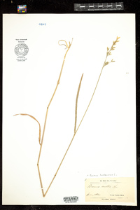 Bromus hordeaceus image