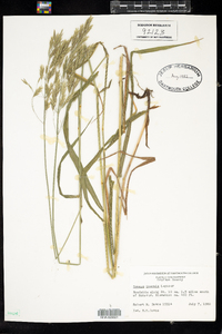 Bromus inermis image