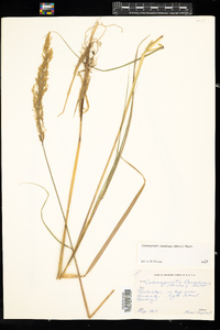 Calamagrostis canadensis image