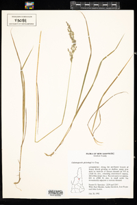 Calamagrostis pickeringii image