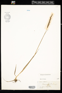 Calamagrostis pickeringii image