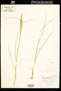 Calamagrostis stricta ssp. inexpansa image