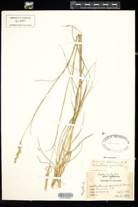 Danthonia spicata image