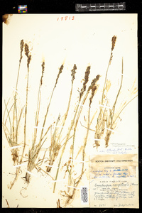 Deschampsia cespitosa image