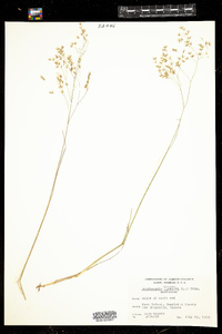 Deschampsia flexuosa image