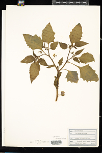 Solanum nigrum image