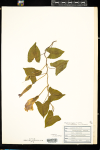 Calystegia sepium ssp. americana image
