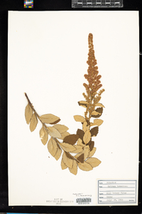 Spiraea tomentosa image