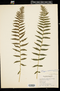 Thelypteris noveboracensis image