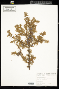 Juniperus communis image