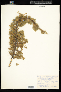 Juniperus horizontalis image