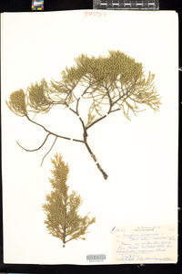 Juniperus virginiana var. crebra image