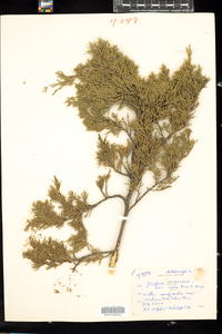 Juniperus virginiana var. crebra image