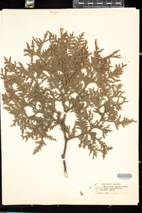 Thuja occidentalis image