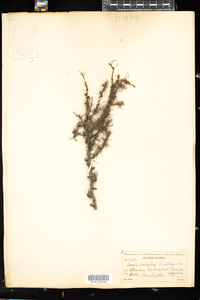 Larix laricina image