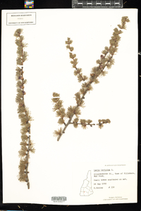 Larix laricina image