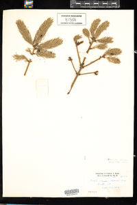 Picea glauca image