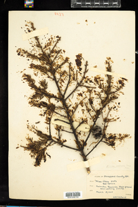 Picea rubens image