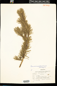 Pinus banksiana image