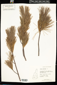 Pinus strobus image