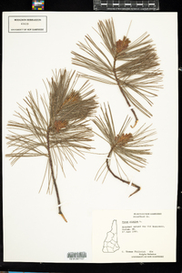 Pinus strobus image