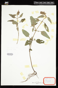 Prunella vulgaris image