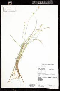 Carex canescens image