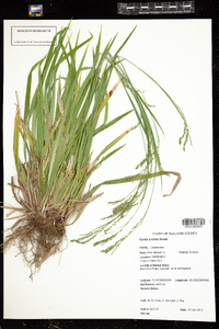 Carex arctata image